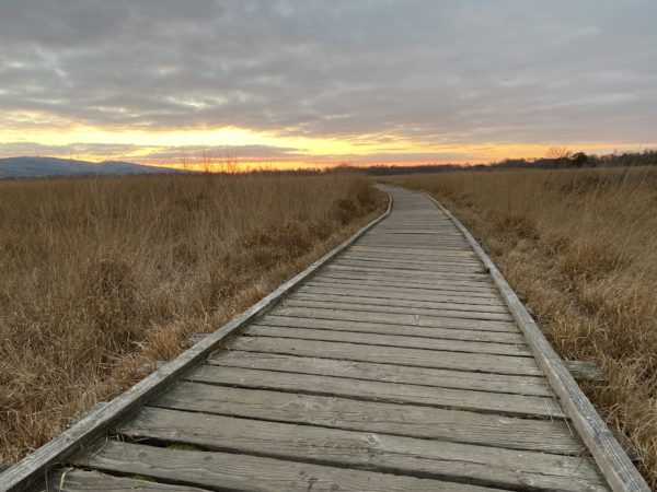 Holzhohlenwege durch die Moorlandschaft