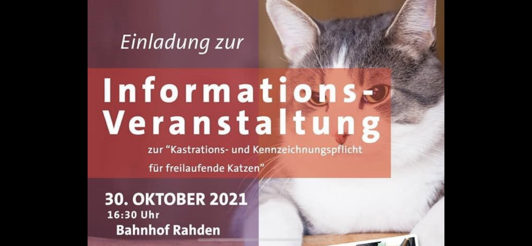 Information Tierschutz Katzen